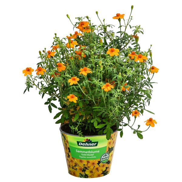 Studentenblume 'Gold Medal'