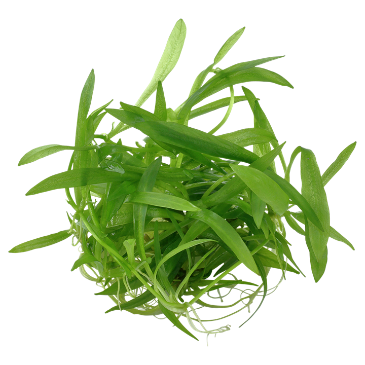Waterplant Helanthium Bolivianum Quadricostatus