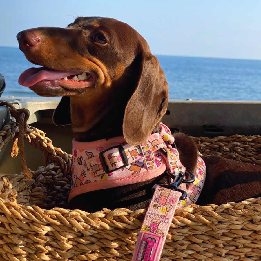ADAPTADOR DE CINTO DE SEGURANÇA - Bee Happy Dachshunds