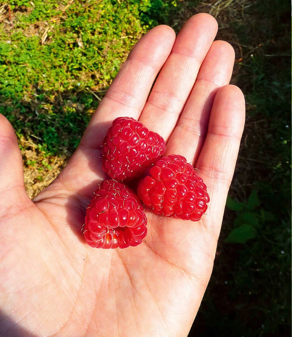 Himbeere Enrosadira® 'Endlosernte'