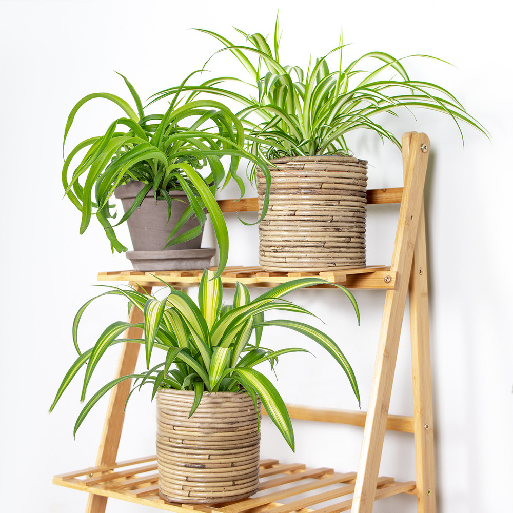 3x grass lily mix - grass lily - plantes d'intérieur - purificateur d'air – ⌀12 cm - ↕20-25 cm