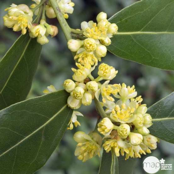 Laurus nobilis: hauteur 100/125 cm conteneur 10 litres
