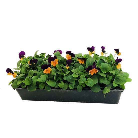 Viola cornuta : barquette de 10 plants - Coloris variables