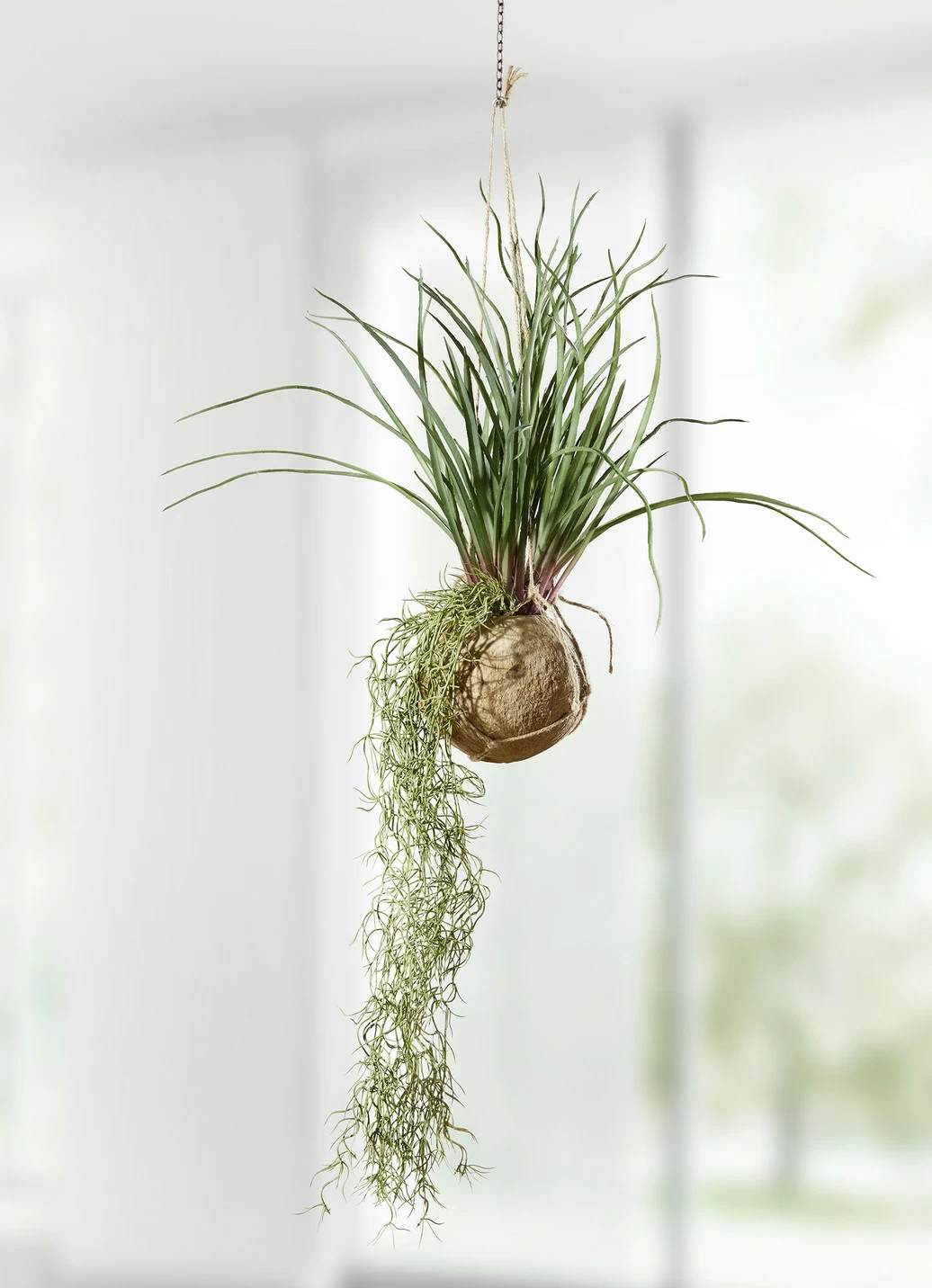 Tillandsia-Hängepflanze