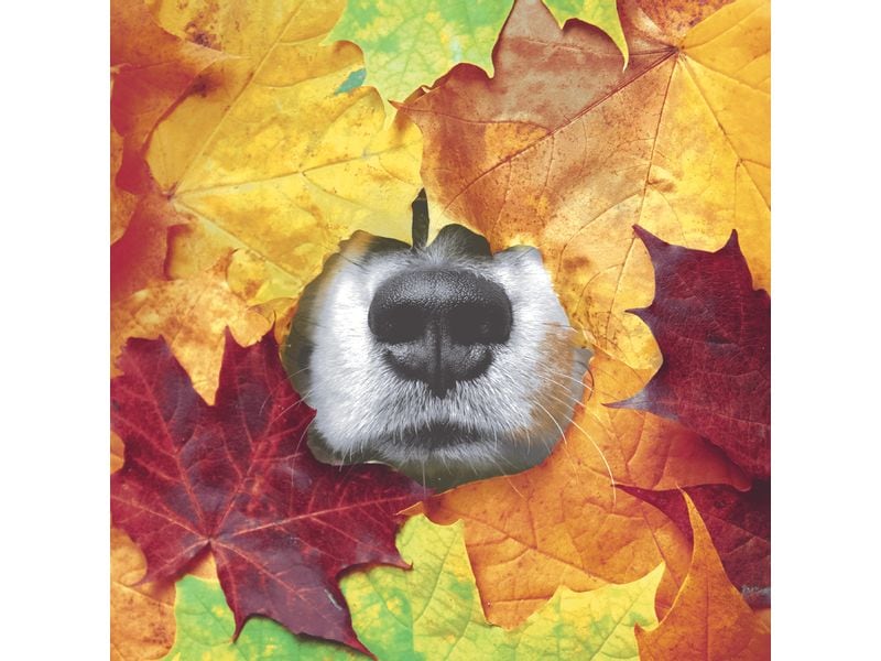 Paper   Design Servietten Hundenase in Herbst 33 cm x 33 cm Papierservietten