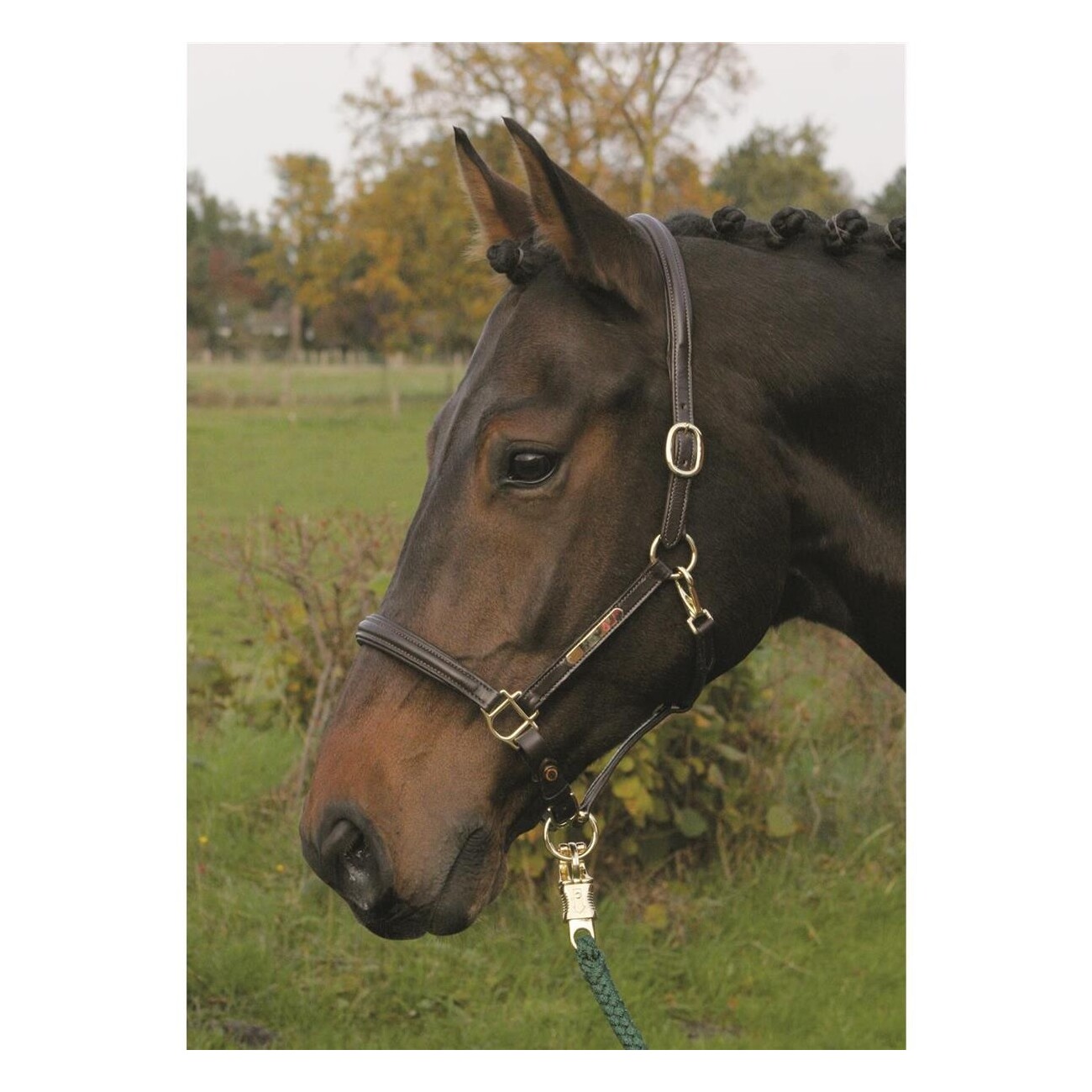 Hans Melzer Horse Equipment Hans Melzer Halfter Sahrendorf braun/messing WB EXTRA (KB-Kaltblut)