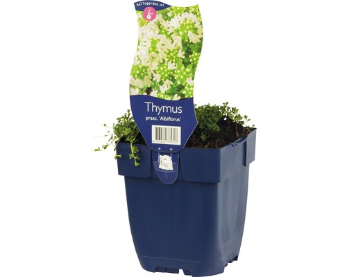 Kruiptijm FloraSelf Thymus 'Albiflorus' H ca. 5 cm Co 0,5 L