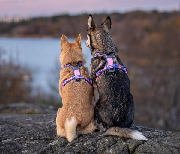 Non-stop dogwear Hundegeschirr Line Harness