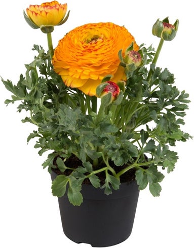 Ranonkel (Ranunculus 'Yellow Red Bicolor') D 13 H 20 cm