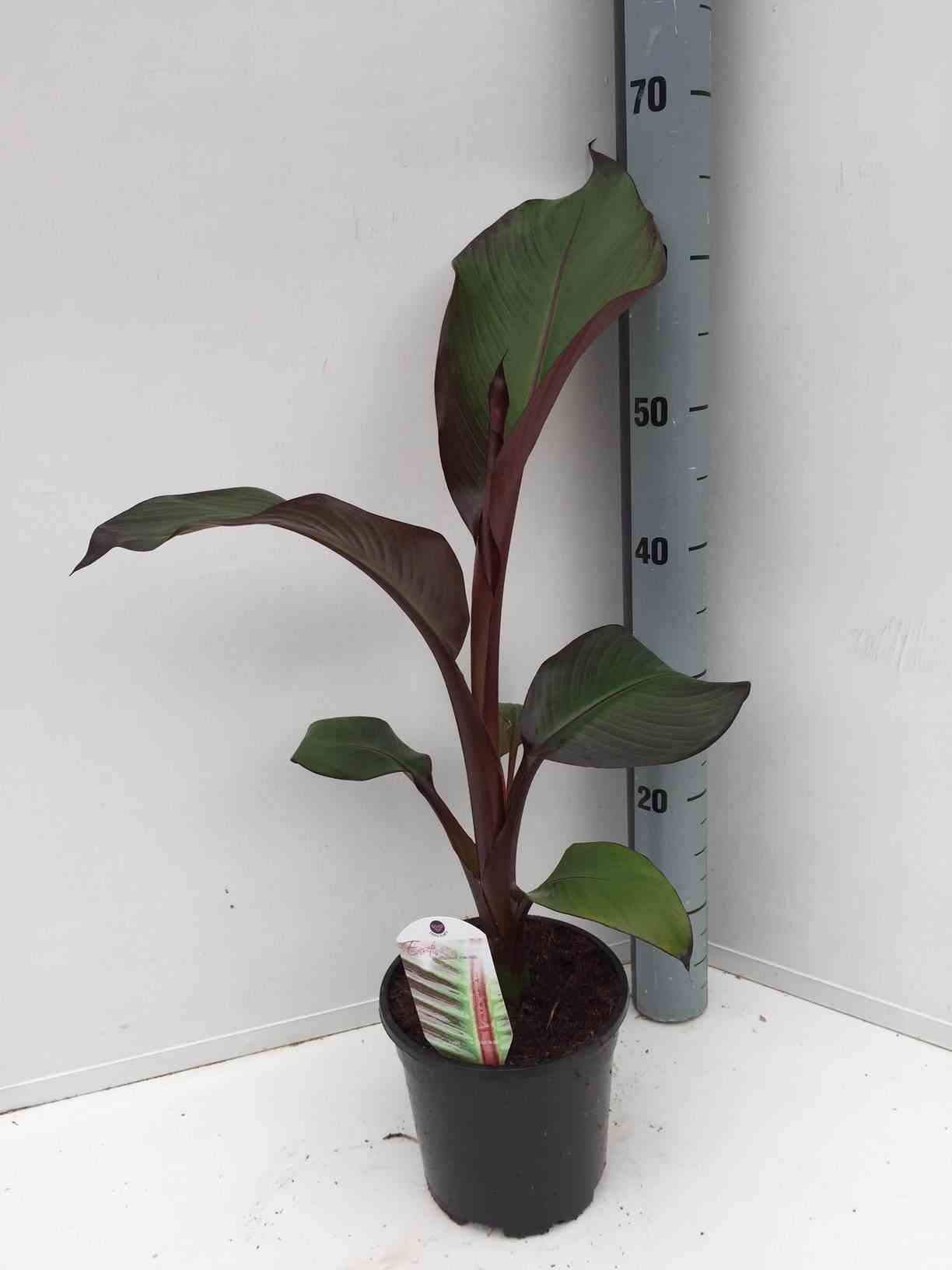 Ensete ventricosum maurelii (bananier rouge d'abyssinie ) taille pot de 7 litres ? 60/80 cm - blanche