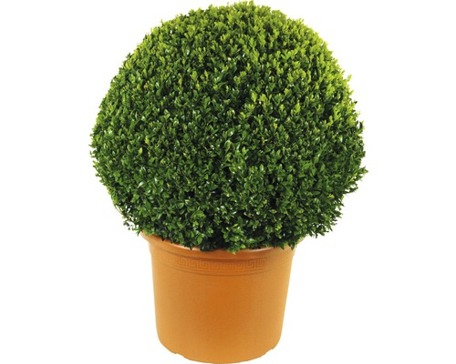 Buxusbol FloraSelf Buxus sempervirens, diameter ca. 2,5 cm 60 cm, CO 30 L