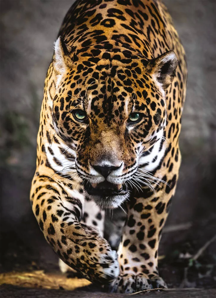 PUZZLE 1000 PIECES WALK OF THE JAGUAR