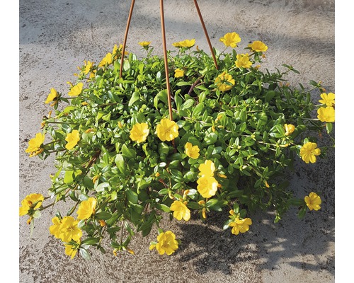 Portulaca grandiflora Ø 25 cm pot FloraSelf