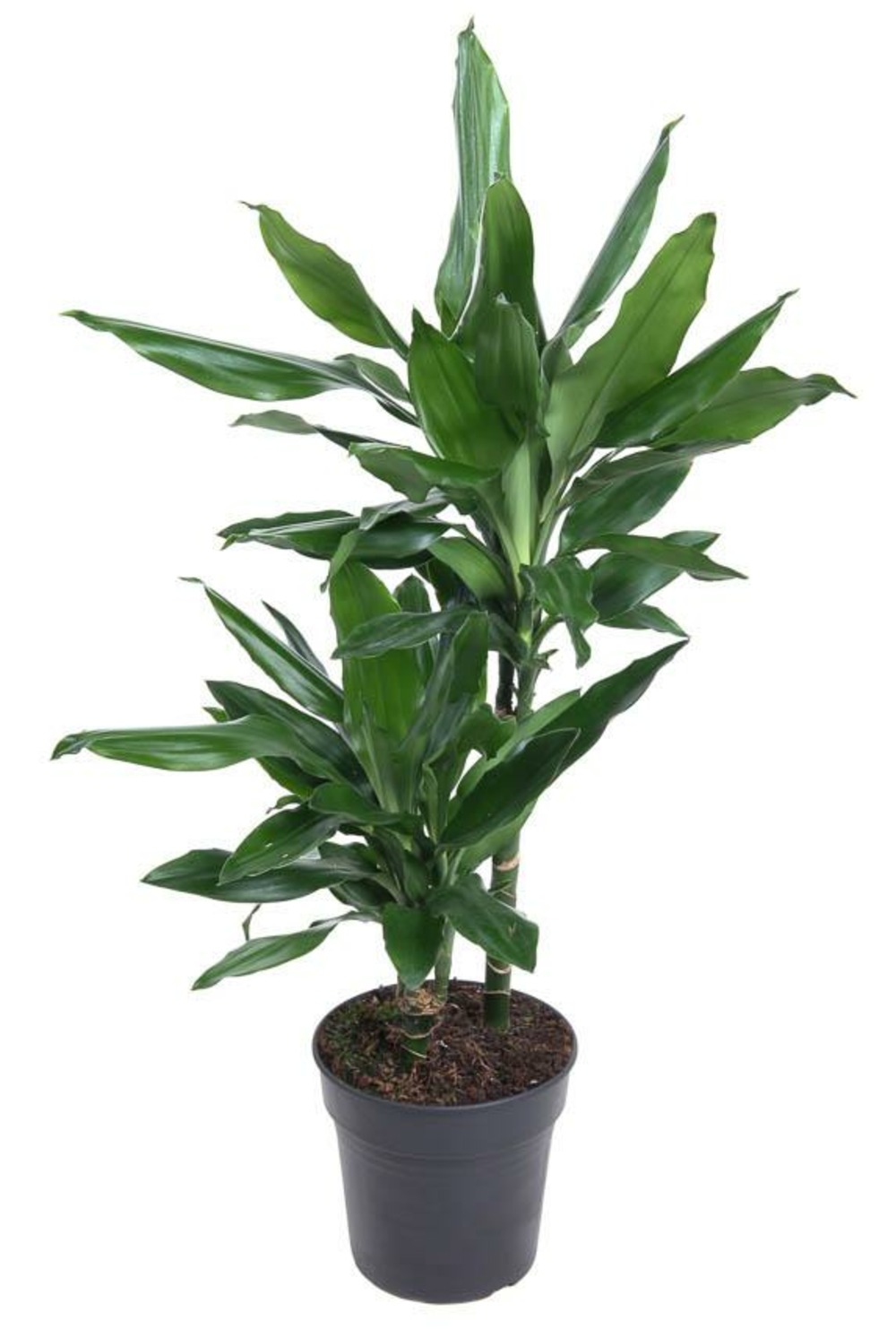 Plante d'intérieur - dracaena 'janet lind' 80.0cm